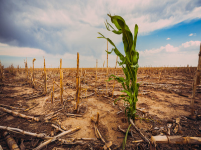 Impacto del Cambio Climático en la Seguridad Alimentaria en América Latina y el Caribe